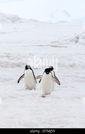 Adelie Penguin, Gruppe Wandern im Schnee, Antarktis, Devil Island, Weddell-Meer / (Pygoscelis Adeliae) Stockfoto