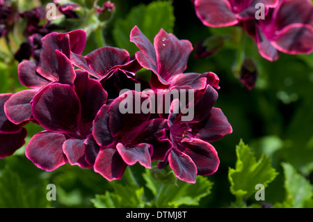 Nahaufnahme von Pelargonium 'Lord Bute'. Wisley RHS Gärten. Stockfoto