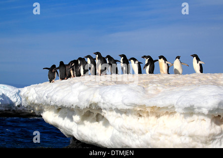 Adelie Penguin-Gruppe im Schnee, Antarktis, Brown zu bluffen, Weddell-Meer / (Pygoscelis Adeliae) Stockfoto