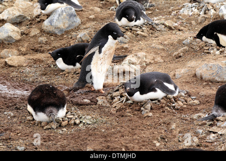 Adelie Penguin, Gruppe Zucht in Kolonie, Antarktis, Devil Island, Weddell-Meer / (Pygoscelis Adeliae) Stockfoto
