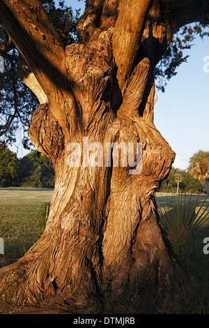 Alter Baum mit großen Kofferraum Stockfoto