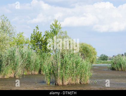 Vacaresti Delta, Bukarest, Rumänien Stockfoto