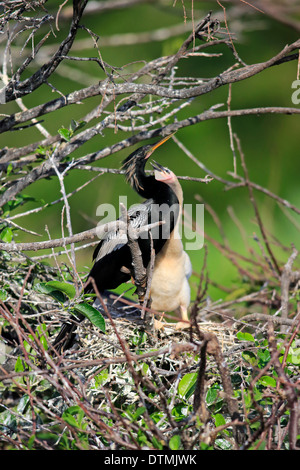 Anhinga Erwachsenen mit jungen am Nest betteln Wakodahatchee Feuchtgebiete Delray Beach Florida USA Northamerica / (Anhinga Stockfoto