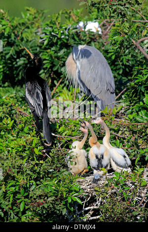 Anhinga Erwachsener mit drei jungen am Nest betteln Wakodahatchee Feuchtgebiete Delray Beach Florida USA Northamerica / Stockfoto