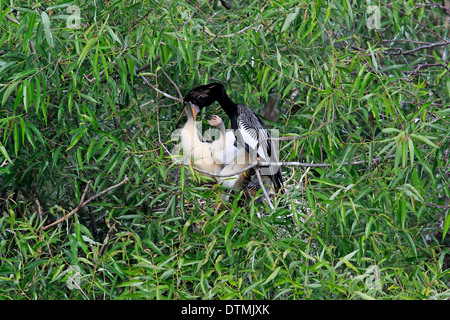 Anhinga, Erwachsene mit jungen im Nest füttern, Wakodahatchee Feuchtgebiete, Delray Beach, Florida, USA, Nordamerika / (Anhinga Anhinga) Stockfoto