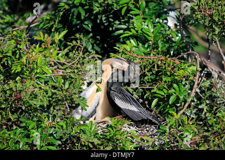 Anhinga, Erwachsene mit jungen im Nest füttern, Wakodahatchee Feuchtgebiete, Delray Beach, Florida, USA, Nordamerika / (Anhinga Anhinga) Stockfoto