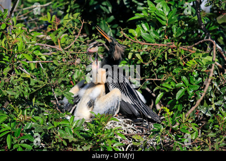 Anhinga Erwachsener mit jungen am Nest betteln Wakodahatchee Feuchtgebiete Delray Beach Florida USA Northamerica / (Anhinga Stockfoto