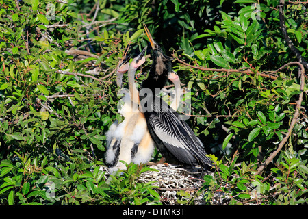 Anhinga Erwachsener mit jungen am Nest betteln Wakodahatchee Feuchtgebiete Delray Beach Florida USA Northamerica / (Anhinga Stockfoto