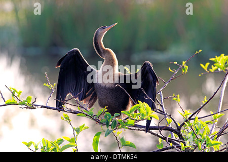 Anhinga Erwachsenfrau auf Zweig Trocknung Federn Wakodahatchee Feuchtgebiete Delray Beach Florida USA Northamerica / (Anhinga Anhinga) Stockfoto