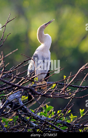 Anhinga, junger Baum, Wakodahatchee Feuchtgebiete, Delray Beach, Florida, USA, Nordamerika / (Anhinga Anhinga) Stockfoto