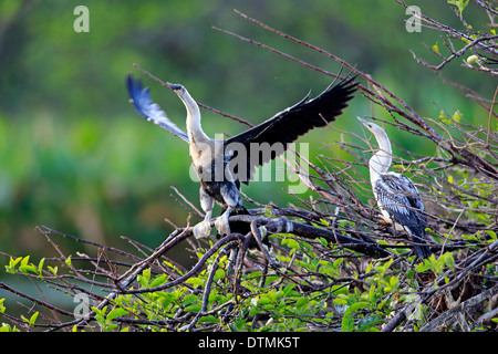 Anhinga, Youngs auf Baum, Wakodahatchee Feuchtgebiete, Delray Beach, Florida, USA, Nordamerika / (Anhinga Anhinga) Stockfoto