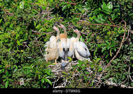 Anhinga, drei jungen am Nest, Wakodahatchee Feuchtgebiete, Delray Beach, Florida, USA, Nordamerika / (Anhinga Anhinga) Stockfoto