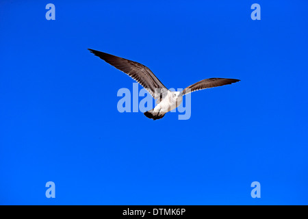 Lachend Gull, Erwachsenen fliegen, Sanibel Island, Florida, USA, Nordamerika / (Larus Atricilla) Stockfoto