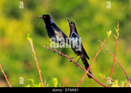 Boot Tailed Grackle zwei Männchen auf AST Wakodahatchee Feuchtgebiete Delray Beach Florida USA Northamerica / (Quiscalus major) Stockfoto