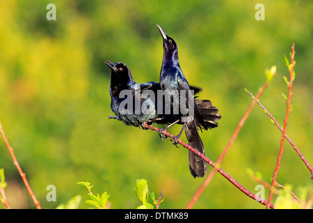 Boot Tailed Grackle zwei Männchen auf AST Wakodahatchee Feuchtgebiete Delray Beach Florida USA Northamerica / (Quiscalus major) Stockfoto