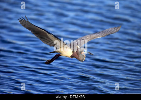 Dreifarbigen Heron Erwachsenen fliegen in der Zucht Gefieder Wakodahatchee Feuchtgebiete Delray Beach Florida USA Northamerica / (Egretta Stockfoto