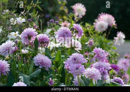 Gemischte Spätsommer Grenze einschließlich Dahlia "Carolina Moon" und weiße japanische Anemonen. Gants Mühle Stockfoto