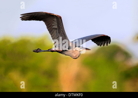 Great Blue Heron, Erwachsenen fliegen in der Zucht Gefieder, Rookery Venedig, Venice, Florida, USA, Nordamerika / (Ardea Herodias) Stockfoto