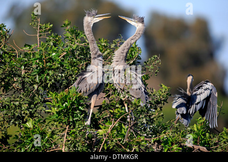 Great Blue Heron, zwei subadulte auf Baum, Rookery Venedig, Venice, Florida, USA, Nordamerika / (Ardea Herodias) Stockfoto