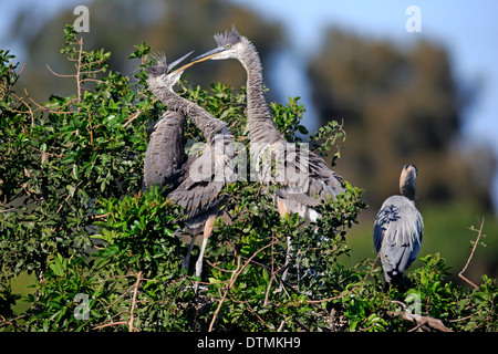 Great Blue Heron, zwei subadulte auf Baum, Rookery Venedig, Venice, Florida, USA, Nordamerika / (Ardea Herodias) Stockfoto