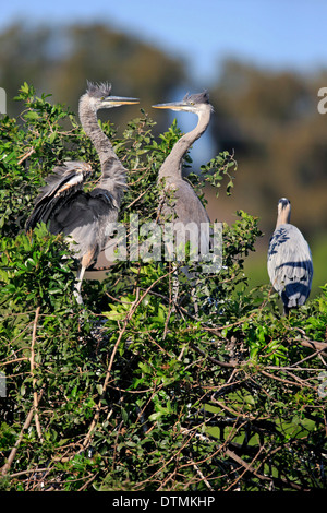 Great Blue Heron, zwei subadulte auf Baum, Rookery Venedig, Venice, Florida, USA, Nordamerika / (Ardea Herodias) Stockfoto