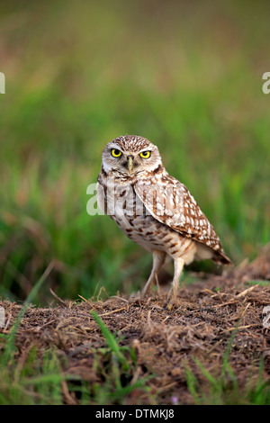 Kanincheneule, Erwachsenen-Alarm bei Den, Cape Coral, Florida, USA, Nordamerika / (Athene Cunicularia) Stockfoto