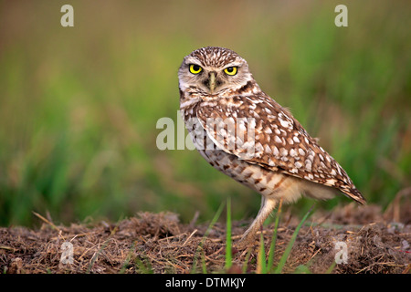 Kanincheneule, Erwachsenen-Alarm bei Den, Cape Coral, Florida, USA, Nordamerika / (Athene Cunicularia) Stockfoto