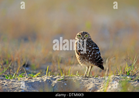 Kanincheneule, Erwachsenen-Alarm bei Den, Cape Coral, Florida, USA, Nordamerika / (Athene Cunicularia) Stockfoto