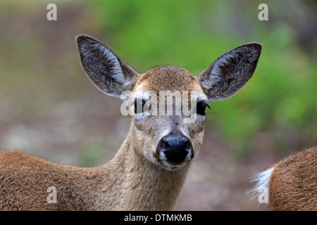 Schlüsselrotwild, Erwachsene weibliche Porträt, National Key Deer Refuge, Florida, USA, Nordamerika / (Odocoileus Virginianus Clavium) Stockfoto