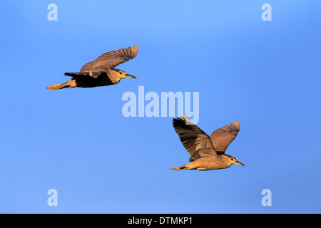 Nachtreiher, zwei subadulte fliegen, Venedig Rookery, Venice, Florida, USA, Nordamerika / (Nycticorax Nycticorax) Stockfoto