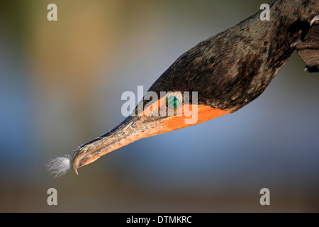 Crested Kormoran Erwachsenen Doppelporträt Wakodahatchee Feuchtgebiete Delray Beach Florida USA Northamerica / (Phalacrocorax Auritus) Stockfoto