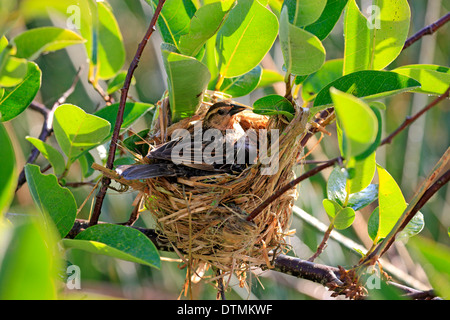 Red Winged Blackbird Erwachsenfrau Zucht Wakodahatchee Feuchtgebiete Delray Beach Florida USA Northamerica / (Agelaius Phoeniceus) Stockfoto