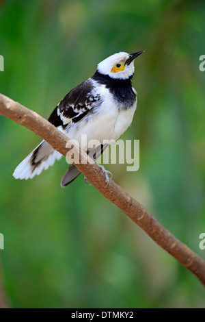 Schwarzen Kragen Starling, Erwachsene auf Zweig, Südostasien, Asien / (Sturnus Nigricollis) Stockfoto