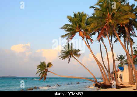 Malediven, Maafushi Insel, Strand, Palmen, Stockfoto