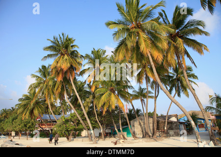 Malediven, Dorf, Maafushi Insel, Palmen, Stockfoto