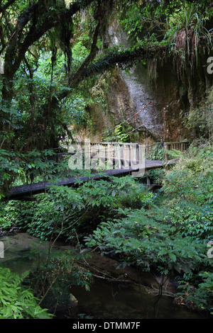 Gehweg, Mangapohue Natural Bridge Stockfoto