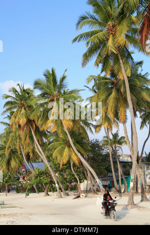 Malediven, Dorf, Maafushi Insel, Palmen, Stockfoto