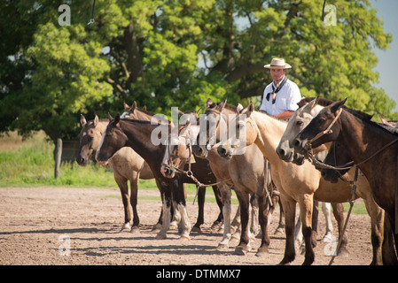 Argentinien, Buenos Aires, Estancia Santa Susana. Traditionelle argentinische Gaucho mit einem gehört der Pferde. Stockfoto