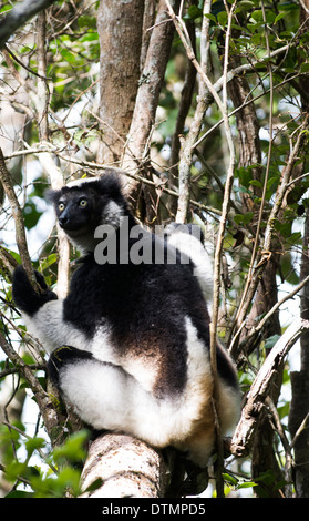 Der Indri Indri ist die größten Lemuren in Madagaskar. Stockfoto