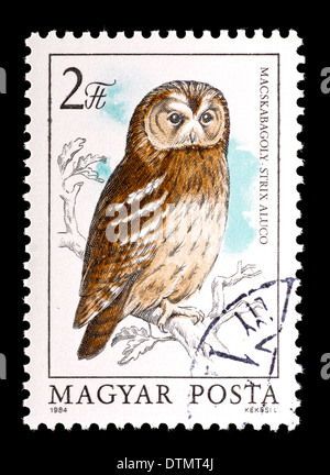 Briefmarke aus Ungarn Darstellung eine eurasische Waldkauz (Strix Aluco) Stockfoto