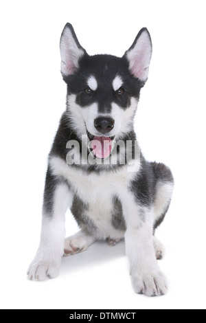 Alaskan Malamute Welpen auf weißem Hintergrund im Studio Stockfoto