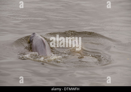 Brasilien, Amazonas, Rio Tapajos, Santarem. Süßwasser rosa Amazonas Delfin (WILD, Inia Geoffrensis) Stockfoto