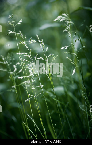 Sommer Gras- und grün Blütenpflanzen auf Juniabend Stockfoto