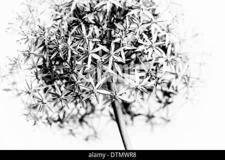 Makro Nahaufnahme der Blüte Zwiebel Blume in schwarz / weiß Stockfoto