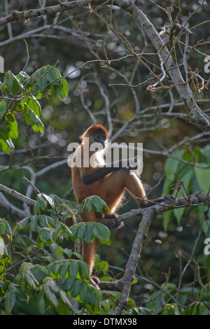 Schwarz-handed oder Geoffroy Klammeraffe (Ateles Geoffroyi). Corcovado. Costa Rica. Stockfoto