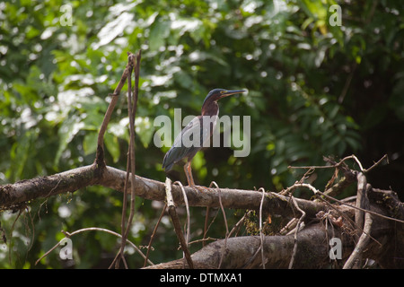 Grün Heron (Butorides Virescens). Costa Rica. Stockfoto