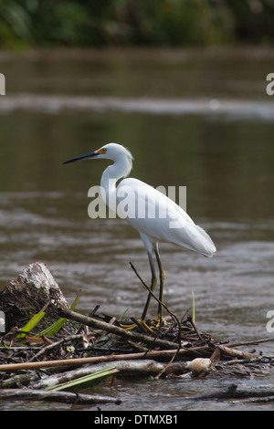 Snowy Silberreiher (Egretta unaufger). Distictive leuchtend gelben Farbe der Füße - ein nützliches Identifikation Zeiger zeigt. Costa Rica. Stockfoto