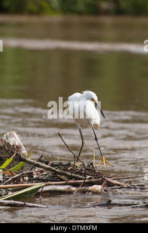 Snowy Silberreiher (Egretta unaufger). Distictive leuchtend gelben Farbe der Füße - ein nützliches Identifikation Zeiger zeigt. Costa Rica. Stockfoto