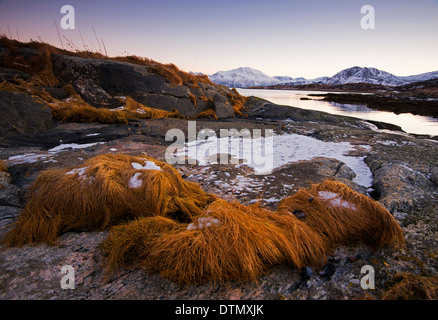 Gefrorenen Rasen am Strand auf Sommaroy in der Nähe von Tromsø, Norwegen Stockfoto