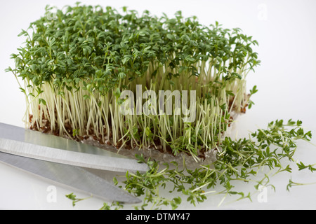 Den Salat vorbereiten Stockfoto